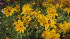 Je tu čas vysádzania balkónových kvetov. Odborníčka prináša tip na druh, ktorý zvládne aj horúce leto