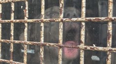 Muž z Prievidze držal v katastrofálnych podmienkach 14 psov. Boli sme pri záchrannej akcii