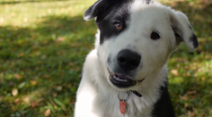 Vyzerá ako obyčajné šteniatko. Tento pes má však super schopnosti