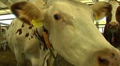 V rumunskej hovädzine zrejme zistili chorobu šialených kráv