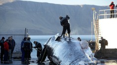 Island pokračuje v krutom love veľrýb. Počas tohtoročnej sezóny ich môžu zabiť až 128