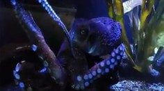 Chobotnica ušla cez potrubie z akvária do oceánu