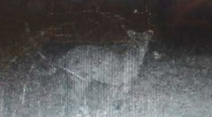 Pri Pukanci vraj zachytila fotopasca veľkú mačkovitú šelmu. Je to podvrh?!