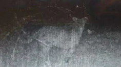 Pri Pukanci vraj zachytila fotopasca veľkú mačkovitú šelmu. Je to podvrh?!