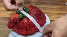 Farmár vypestoval gigantickú jahodu. Tieto hodnoty stačili na zápis do knihy rekordov