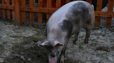 Slovensko stále ohrozuje africký mor ošípaných. Ľudia sa však nemusia báť