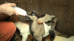 Gazdiná spod Tatier takmer onemela. Jej koza má päť kozliatok