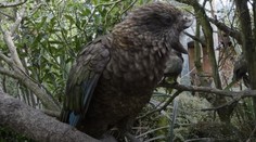 VIDEO: Napriek veľkému hendikepu je kráľom vo svojej skupine. Papagáj vymyslel neporaziteľný spôsob boja