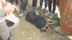 Týranie psov v osadách pokračuje. To, čo sme zažili v Huncovciach, nás šokovalo