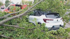 Skrytá hrozba v podobe zvnútra zhnitých stromov. V Leviciach navrhnú aplikáciu, ktorá môže predísť katastrofe