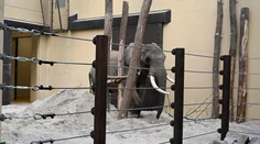 Zo Zimbabwe na Slovensko. ZOO v Bojniciach privítala nového člena