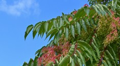 Pripomína exotiku, no riskujete problémy. Ak máte doma tento strom, hrozí vám mastná pokuta