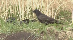 Popradské ulice opäť brázdi operené komando. Najala ho radnica