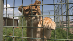 Zisťovali sme, aký bude ďalší osud šeliem z Ranča pri Žiline. Nový domov sa črtal aj v kamenárstve