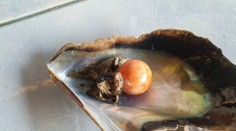 VIDEO: Chudobný rybár našiel najvzácnejšiu perlu. Jej cena mu vyrazila dych