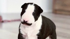 Šteniatko je hitom na internete. Uhádnete, na koho sa všetkým podobá?