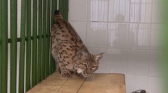 Vyčerpaný a podvyživený, v chorvátskych lesoch našli rysa, zotavuje sa v bojnickej ZOO