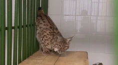 Vyčerpaný a podvyživený, v chorvátskych lesoch našli rysa, zotavuje sa v bojnickej ZOO