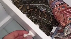 Žena zažila šok. V kúpeľni striehol pytón