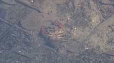 Priotrávené, ale aj uhynuté raky ich postavili do pozoru. Rybári riešili tak trochu záhadný prípad