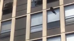 VIDEO: Skok mačky z piateho poschodia šokoval prizerajúcich. Vyviazla bez zranení