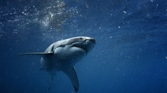 Dovolenka s tragickým koncom: Turistov strhol prúd, jedného našli mŕtveho medzi žralokmi