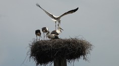 Migračné trasy aj zdroj potravy bocianov sa zmenili. Odborník vyvracia zaužívaný mýtus o posloch jari