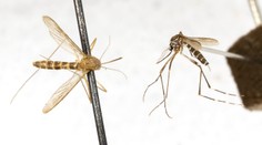 V Európe narastá počet prípadov horúčky dengue. Na vine je komár, ktorý je aj na Slovensku