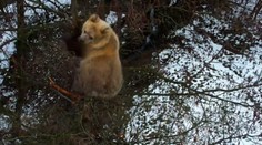 VIDEO: Medvieďa z košickej ZOO už niekoľko dní trávi v korune stromu. Zamestnanci ho nevedia dostať na zem