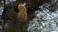 VIDEO: Medvieďa z košickej ZOO už niekoľko dní trávi v korune stromu. Zamestnanci ho nevedia dostať na zem