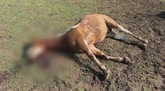 Desivý nález vo výbehu. Na farme pri Nitre našli mladého koňa s podrezaným hrdlom