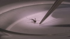 Na Slovensku sa usadil invázny komár. Môže prenášať rôzne exotické ochorenia