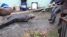 Českých hasičov vyslali k požiaru domčeka. Čakal tam na nich krokodíl