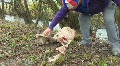 Chovateľ si na farme našiel krvavú spúšť. Ovce mu roztrhala svorka vlkov