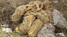 Prečo vznikajú nelegálne pohrebiská zvierat?