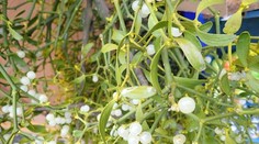 Symbol Vianoc s liečivými účinkami. Imelo ako potenciálny bojovník proti rakovine