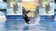 Desivé video zachytávajúce vraždiacu kosatku zmiatlo milióny ľudí. Fiktívny príbeh si začal žiť vlastným životom