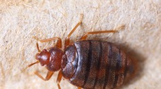 Južnú Moravu obsadili krvilačné ploštice, vyskytujú sa v bytoch či hoteloch