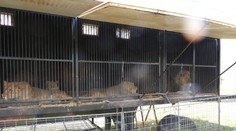 Majiteľa cirkusu na východe Slovenska obvinili. Protiprávne mal držať 14 levov afrických