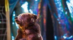 VIDEO: Útok v ruskom cirkuse. Medvedica napadla svojho cvičiteľa, nútil ju jazdiť na korčuliach