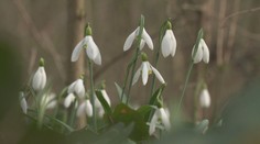 Ministra Tarabu dráždia snežienky. Hovorí o vysokých pokutách, a tak chce prehodnotiť vyhlášku