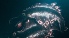 Nepodobá sa na žiadneho známeho tvora. Vedci ukázali prehistorického dravca pomenovaného po japonskej príšere