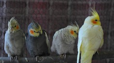 Časť svojho majetku odkázala papagájom. Túto sumu by ste brali aj vy