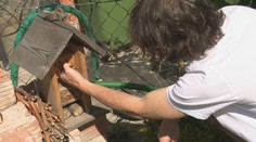 Ako do záhrady prilákať hmyz, ktorého je čoraz menej? Odborník prezradil niekoľko trikov