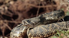 Pátranie po hadovi, ktorý v Česku uštipol malé dievča, sa skončilo. Nenašli ho