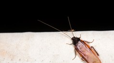 Máte v dome nepríjemný zápach, ktorého sa nedá zbaviť? Možno nie ste jediný nájomník