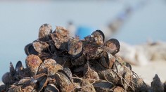 Predčasná radosť. Pre rekordné teploty mora si v Chorvátsku za obľúbenú delikatesu možno priplatíte