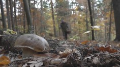 Hubárska sezóna je tento rok biedna. Podľa odborníka však čoskoro príde zlom