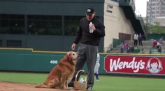 VIDEO: Zlatý retriever Jake je často hlavnou hviezdou zápasu. Publikum ho miluje