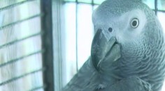 Muž žaluje ženu za to, že mu predala nemého papagája
